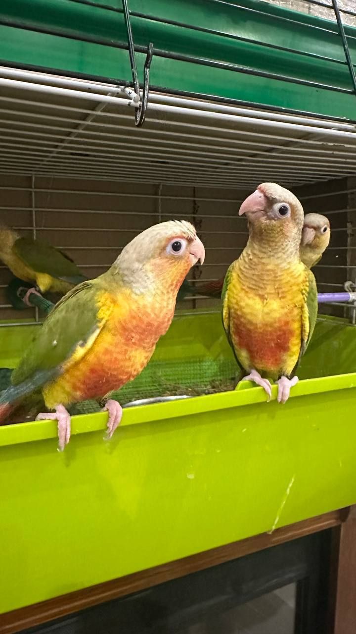 Піррура моліне, Перлата, ананас молоді пташенята