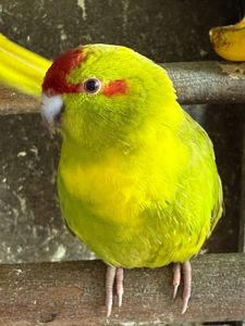 Какарик яркий попугай для дома