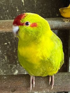 Какарик яркий попугай для дома