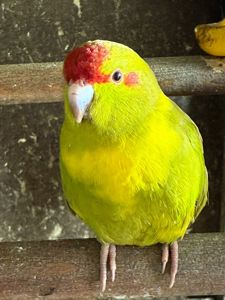 Какарик яркий попугай для дома