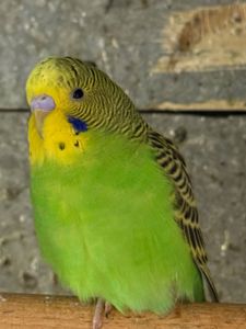 Хвилссті молоді папужки пташенята