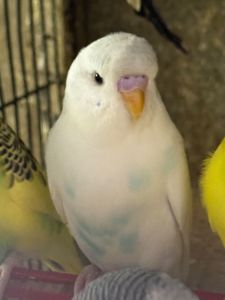 Хвилссті молоді папужки пташенята