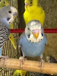 Хвилссті молоді папужки пташенята