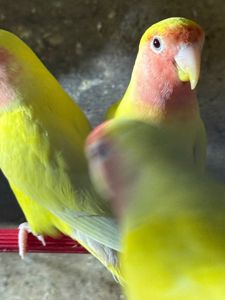 Нерозлучники