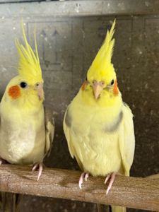 Неймовірно ручні пташенята папуги Корелла