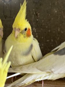 Неймовірно ручні пташенята папуги Корелла