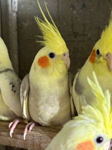 Неймовірно ручні пташенята папуги Корелла