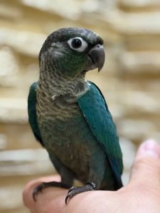 Піррура моліне, Перлата, ананас молоді пташенята