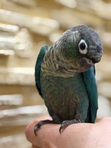 Піррура моліне, Перлата, ананас молоді пташенята