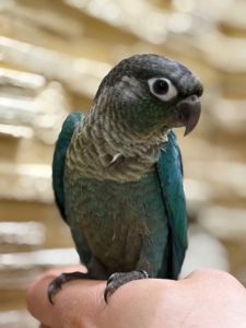 Піррура моліне, Перлата, ананас молоді пташенята