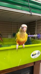 Піррура моліне, Перлата, ананас молоді пташенята