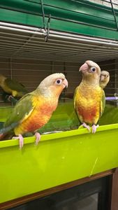 Піррура моліне, Перлата, ананас молоді пташенята