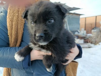 Віддамо цуценя в добрі руки