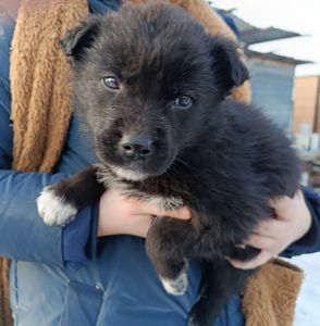 Віддамо цуценя в добрі руки