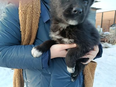 Віддамо цуценя в добрі руки