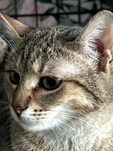 Кошеня Моніка