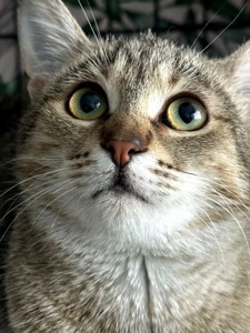 Кошеня Моніка