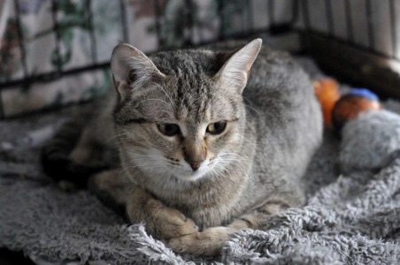 Кошеня Моніка