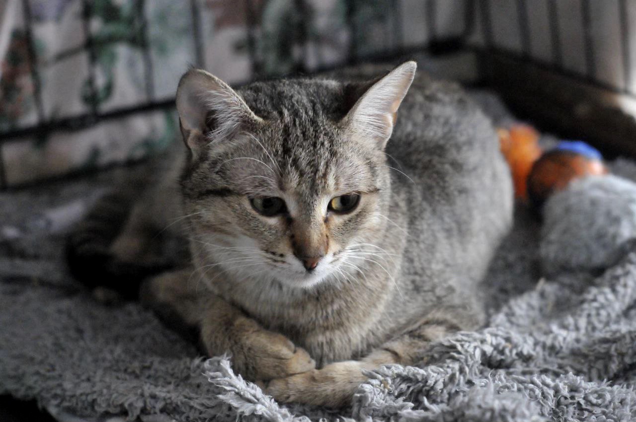 Ніжна Моніка, кошеня