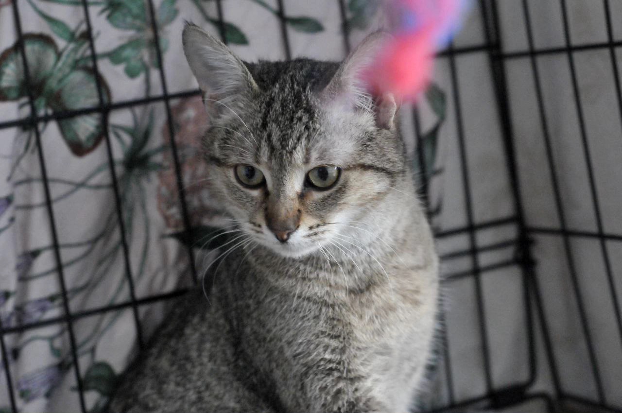 Ніжна Моніка, кошеня