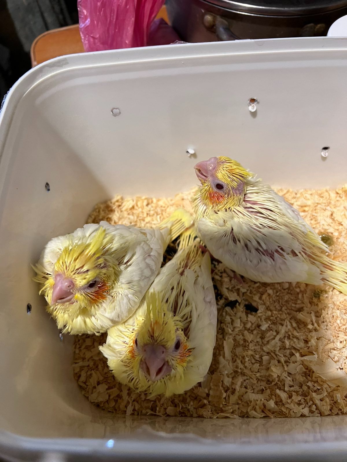 Продам пташенят корелли ручние викормиши!