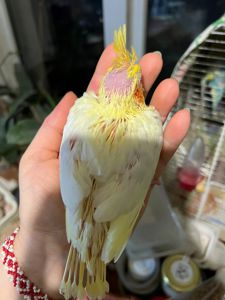 Продам пташенят корелли ручние викормиши!