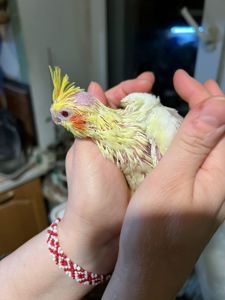 Продам пташенят корелли ручние викормиши!