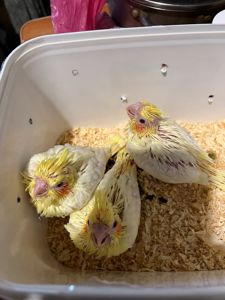 Продам пташенят корелли ручние викормиши!