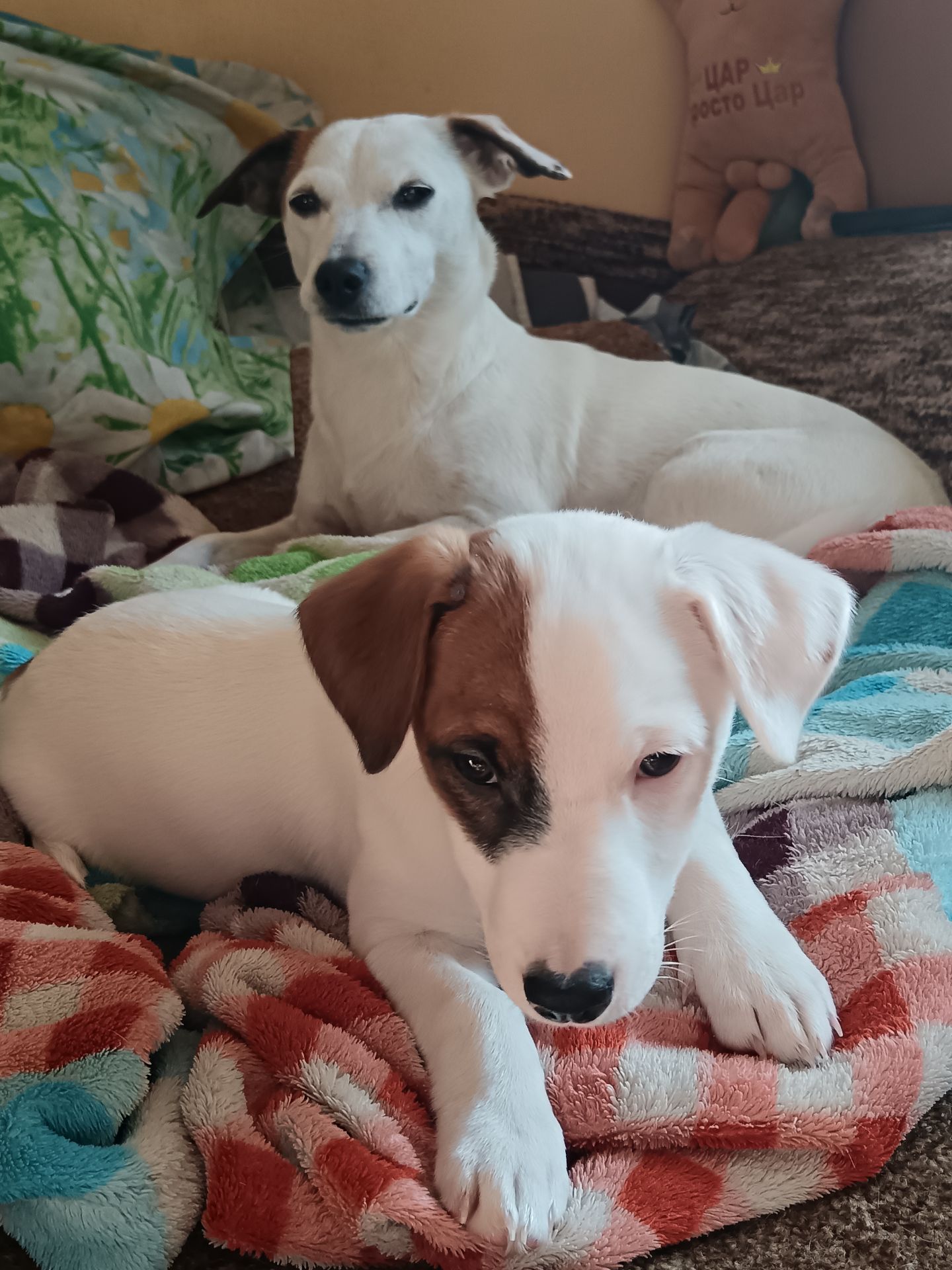 Цуценя Джек-рассел-тер’єр дівчина 3 місяці