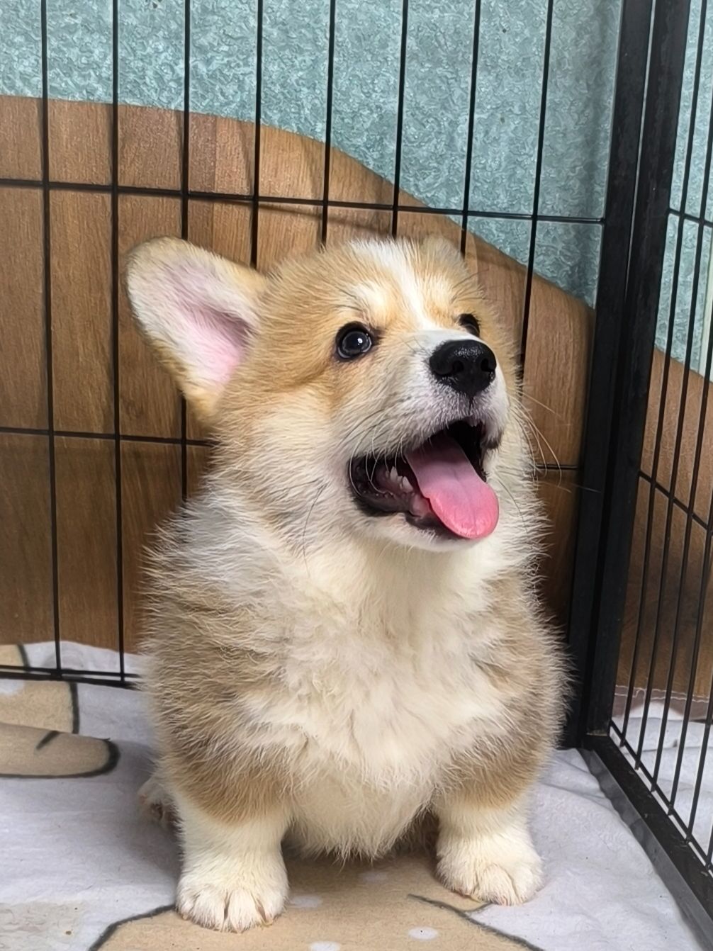 Вельш коргі пемброк 2 місяці