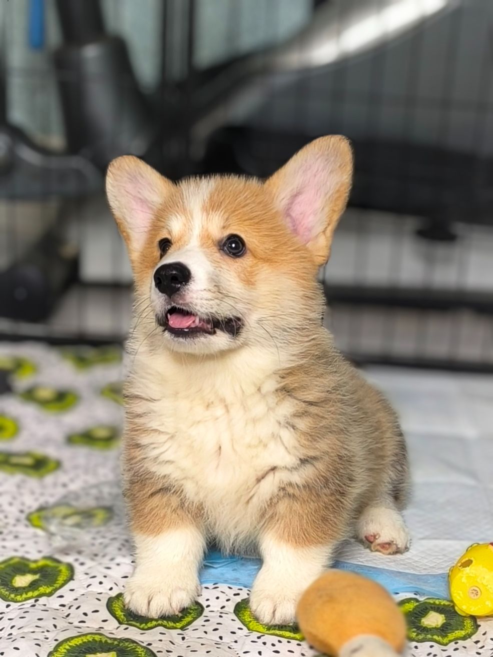 Вельш коргі пемброк 2 місяці