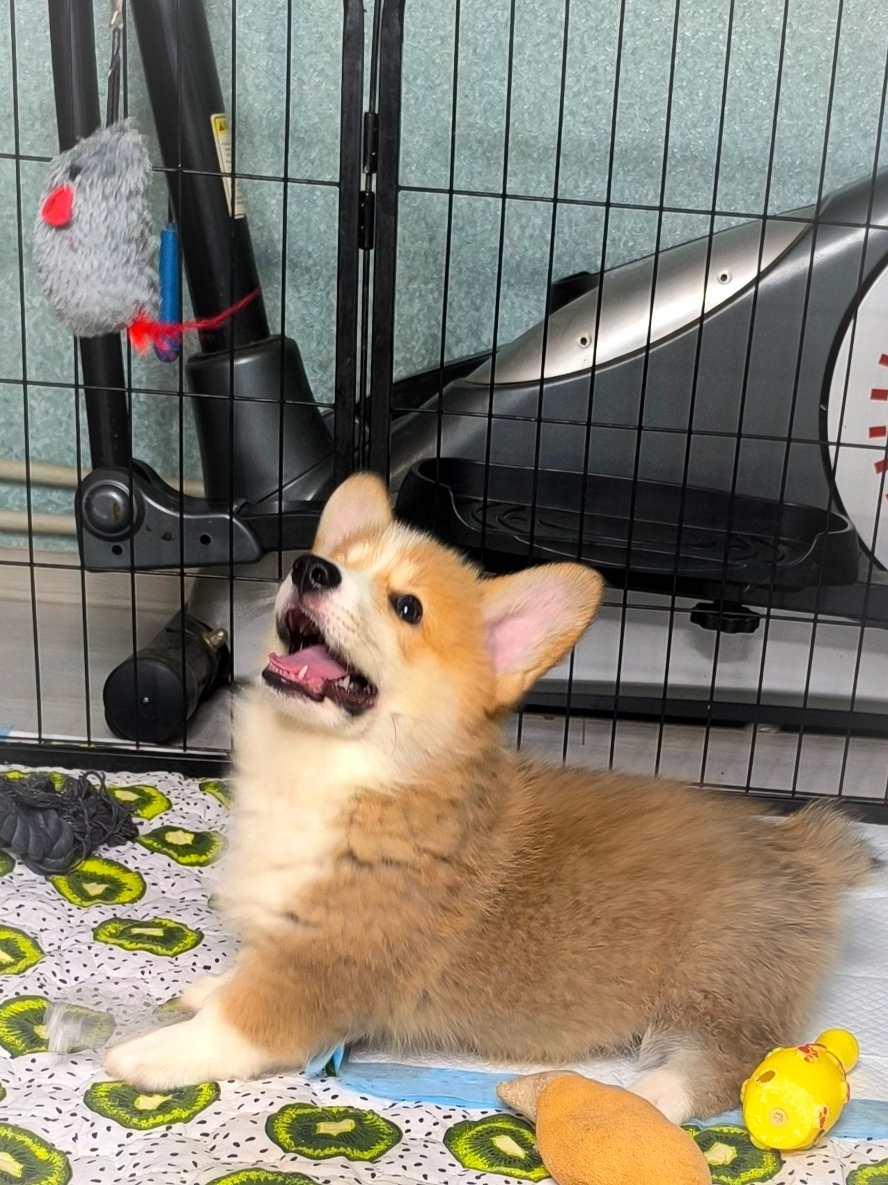 Вельш коргі пемброк 2 місяці