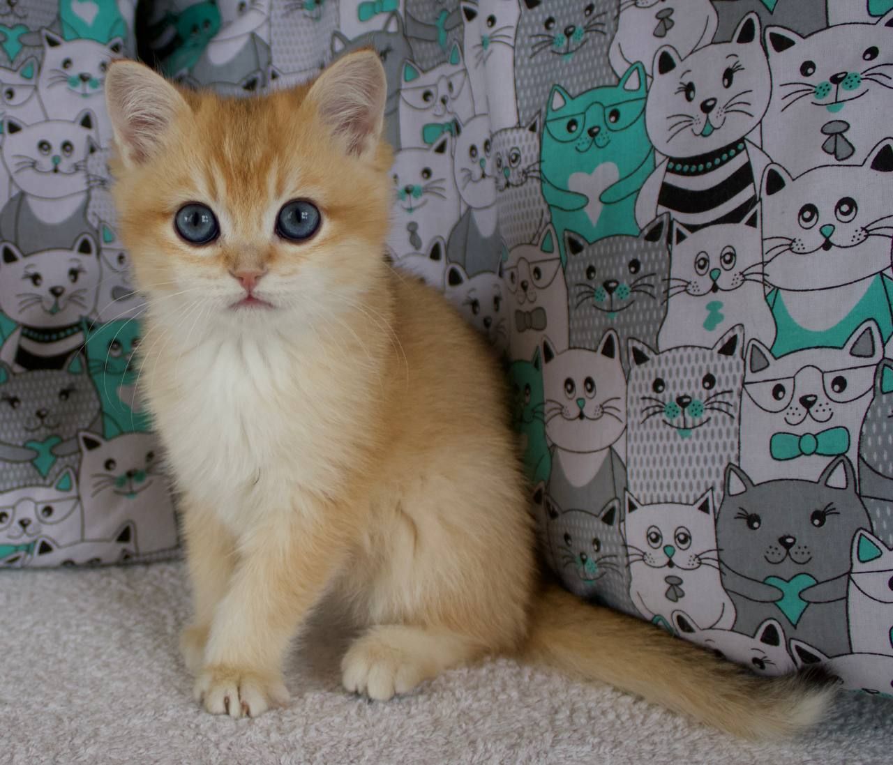 Котенок, кошеня Британської Шиншили