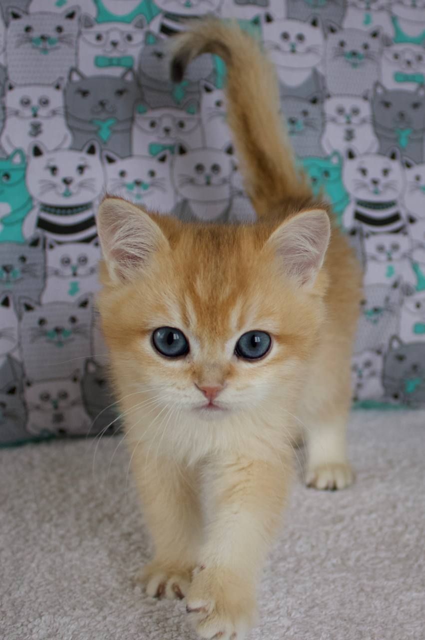 Котенок, кошеня Британської Шиншили