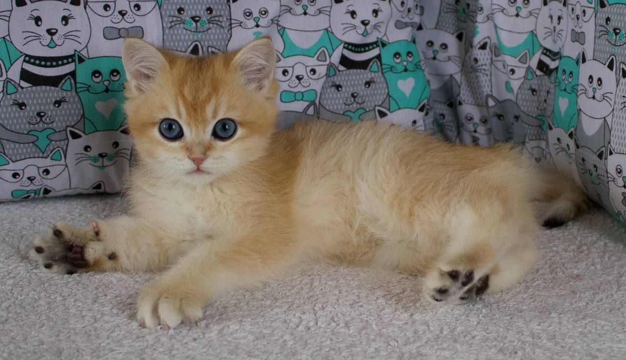 Котенок, кошеня Британської Шиншили