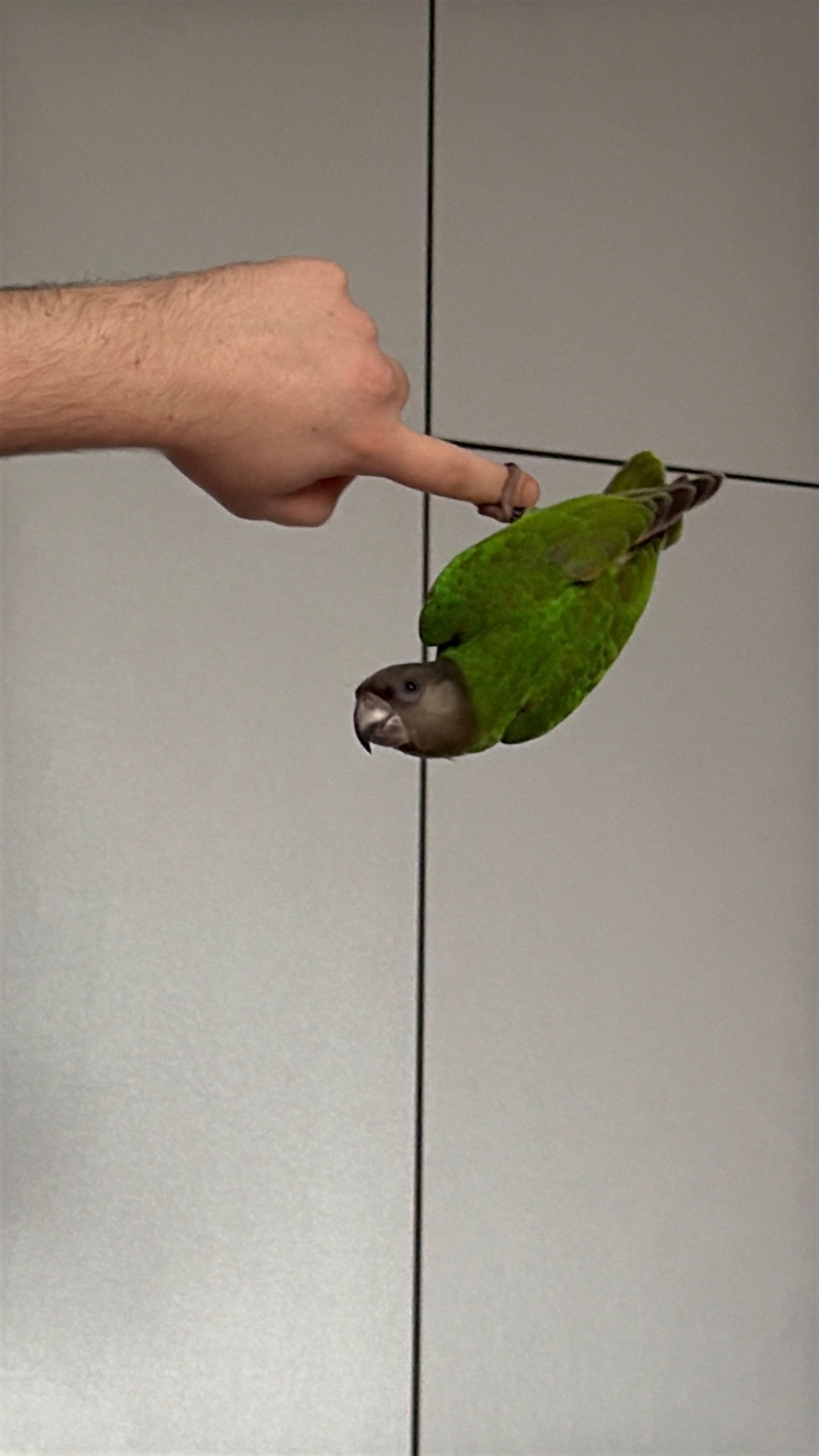 Продаємо Сенегальського папугу