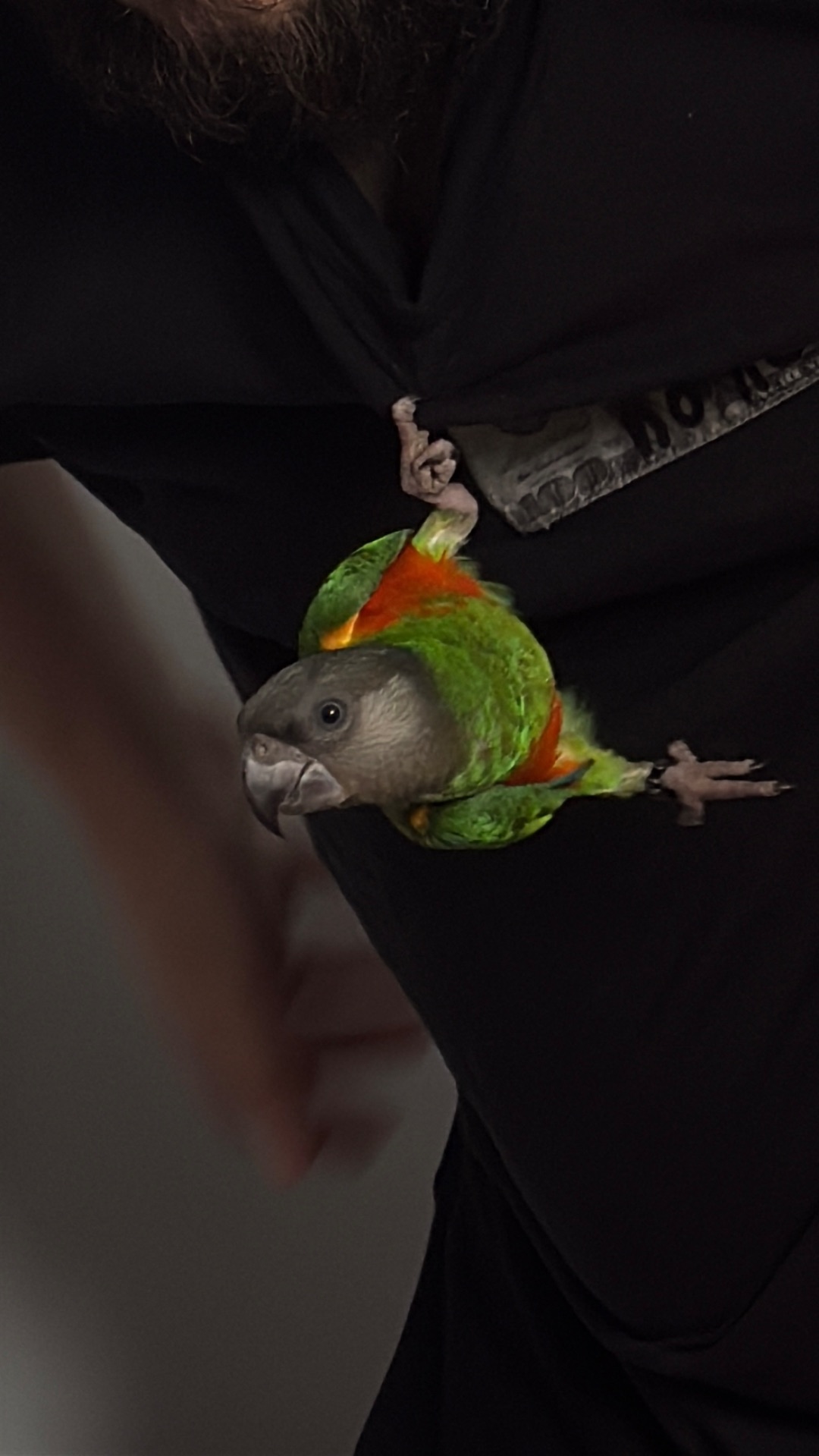 Продаємо Сенегальського папугу