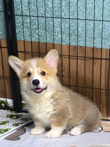 Вельш коргі пемброк 2 місяці