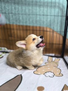 Вельш коргі пемброк 2 місяці