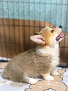 Вельш коргі пемброк 2 місяці