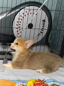 Вельш коргі пемброк 2 місяці