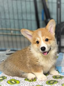 Вельш коргі пемброк 2 місяці