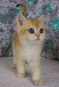 Котенок, кошеня Британської Шиншили