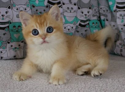 Котенок, кошеня Британської Шиншили