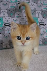 Котенок, кошеня Британської Шиншили