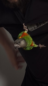 Продаємо Сенегальського папугу