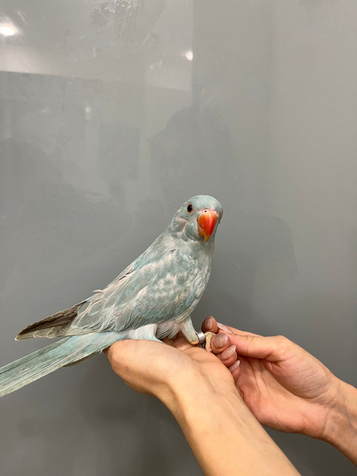 Намистовий папуга, ожерелки блакитні, сині, бірюзові ручні