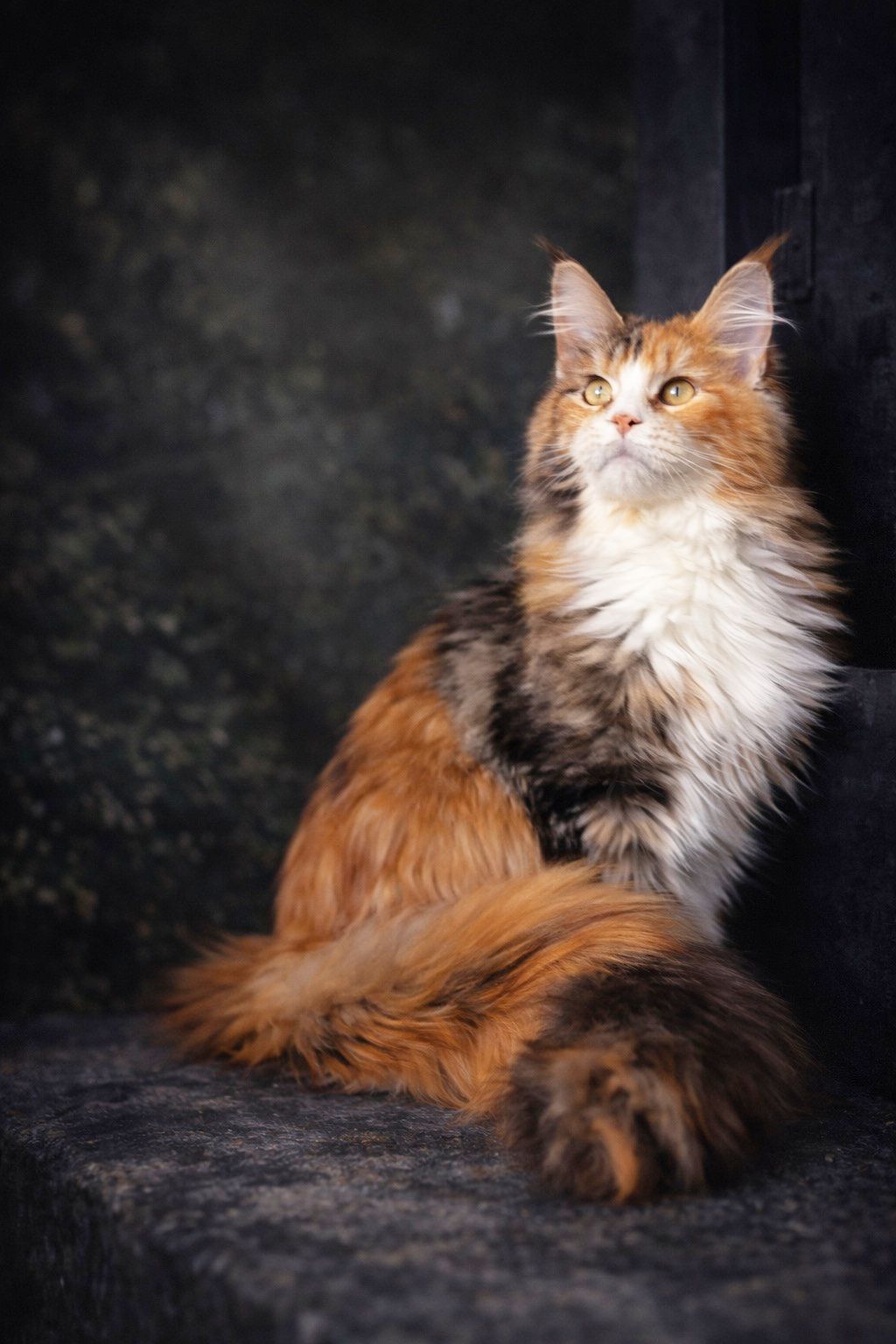 Мейнкун дівчинка з документами