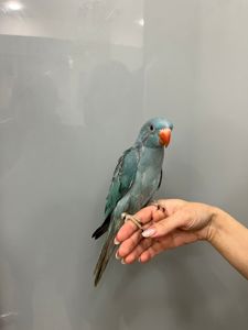 Намистовий папуга, ожерелки блакитні, сині, бірюзові ручні