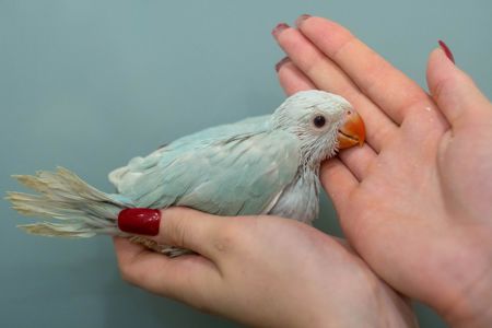 Намистовий папуга, ожерелки блакитні, сині, бірюзові ручні